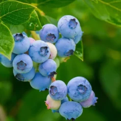 Superfrukt - Set om 3 - Actinidia, Vaccinium - Höjd 25-40cm - ⌀9cm