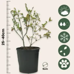 Superfrukt - Set om 6 - Actinidia, Vaccinium - Höjd 25-40cm - ⌀9cm