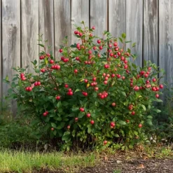 Superfrukt - Set om 6 - Actinidia, Vaccinium - Höjd 25-40cm - ⌀9cm