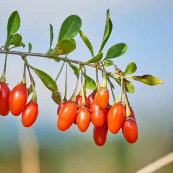 Superfrukt - Set om 6 - Actinidia, Vaccinium - Höjd 25-40cm - ⌀9cm