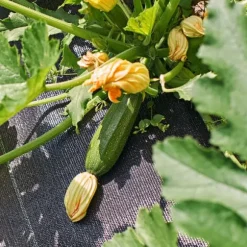 Svart agrotextil för ogräs, mulching, 3,2x100m, 70g pinnar