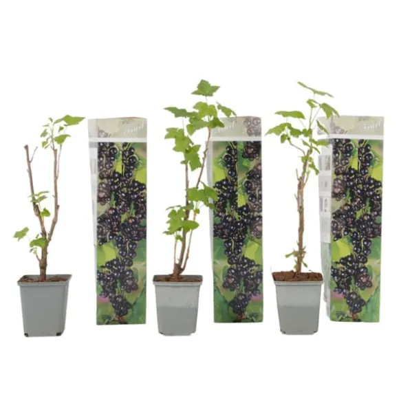 Svarta vinbär - Set om 3 - Ribes Nigrum - Höjd 25-40cm - ⌀9cm
