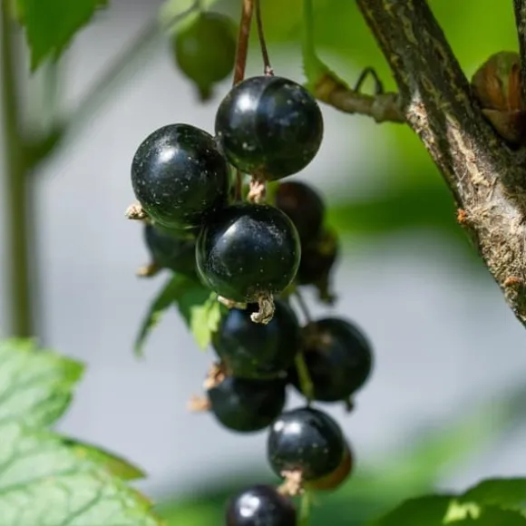 Svarta vinbär - Set om 3 - Ribes Nigrum - Höjd 25-40cm - ⌀9cm