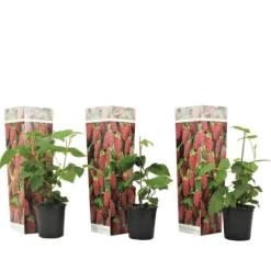 Taybär - Set om 3 - Rubus 'Tayberry' - Höjd 25-40cm - ⌀9cm