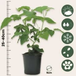 Taybär - Set om 3 - Rubus 'Tayberry' - Höjd 25-40cm - ⌀9cm