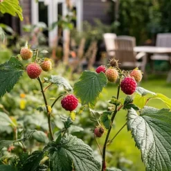 Taybär - Set om 3 - Rubus 'Tayberry' - Höjd 25-40cm - ⌀9cm