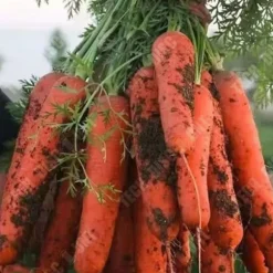 TD® 2000 kapslar 5 stycken rädisafrön söta grönsaker krispiga morotsfrön ginseng nio tums frön i köksträdgården