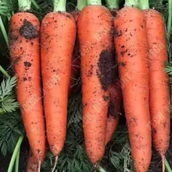 TD® 2000 kapslar 5 stycken rädisafrön söta grönsaker krispiga morotsfrön ginseng nio tums frön i köksträdgården