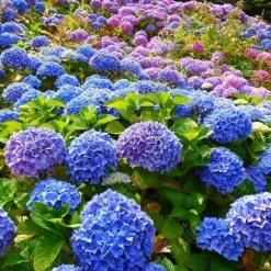 TD Hortensior 3st15-20cm Lövfällande buske Perenn växt Hortensia Trädgård Hemmakontor Trädgårdsdekoration Växter Bra