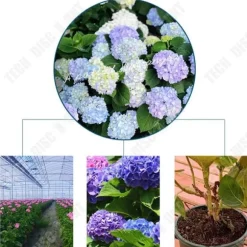 TD Hortensior 3st15-20cm Lövfällande buske Perenn växt Hortensia Trädgård Hemmakontor Trädgårdsdekoration Växter Bra