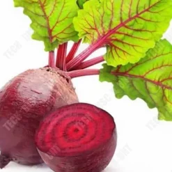 TD® Rödbetsfrön 250 stycken Rödbetor Detroit Tvååriga grönsaksplantor Tidig sort frön
