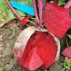 TD® Rödbetsfrön 250 stycken Rödbetor Detroit Tvååriga grönsaksplantor Tidig sort frön