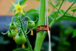 TOMATKLÄMPAR 1000 st