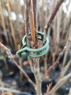 TOMATKLÄMPAR 1000 st