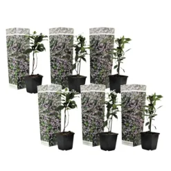 Toskansk jasmin - Set om 6 - Trachelospermum jasminoides - Höjd 25-40cm - ⌀9cm