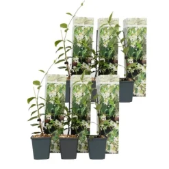 Toskansk jasmin - Set om 6 - Trachelospermum jasminoides - Höjd 25-40cm - ⌀9cm