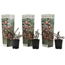 Tranbär - Set om 3 - Vaccinium macrocarpon 'Cranberry' - Höjd 10-20cm - ⌀9cm