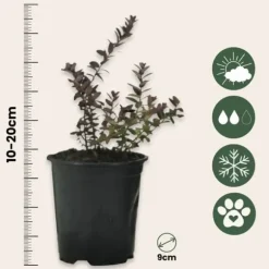 Tranbär - Set om 3 - Vaccinium macrocarpon 'Cranberry' - Höjd 10-20cm - ⌀9cm