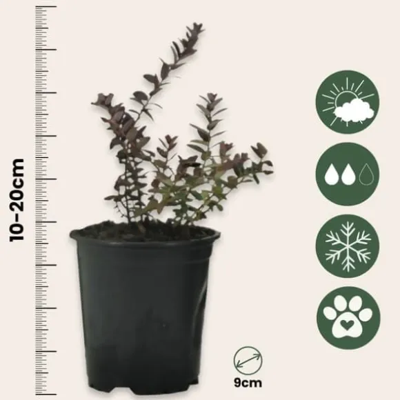 Tranbär - Set om 3 - Vaccinium macrocarpon 'Cranberry' - Höjd 10-20cm - ⌀9cm
