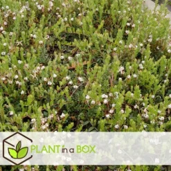 Tranbär - Set om 3 - Vaccinium macrocarpon 'Cranberry' - Höjd 10-20cm - ⌀9cm