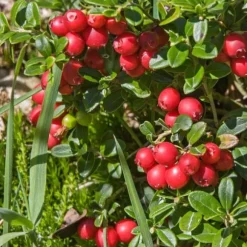 Tranbär - Set om 3 - Vaccinium macrocarpon 'Cranberry' - Höjd 10-20cm - ⌀9cm