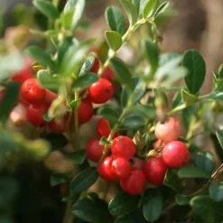 Tranbär - Set om 3 - Vaccinium macrocarpon 'Cranberry' - Höjd 10-20cm - ⌀9cm