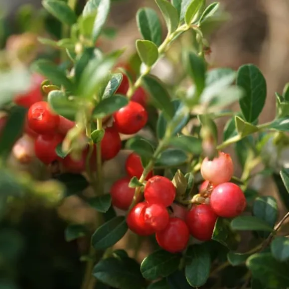 Tranbär - Set om 3 - Vaccinium macrocarpon 'Cranberry' - Höjd 10-20cm - ⌀9cm
