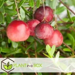 Tranbär - Set om 3 - Vaccinium macrocarpon 'Cranberry' - Höjd 10-20cm - ⌀9cm
