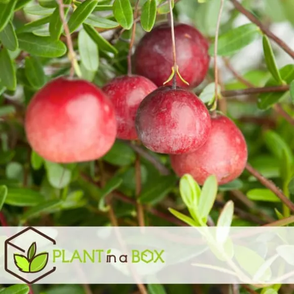 Tranbär - Set om 3 - Vaccinium macrocarpon 'Cranberry' - Höjd 10-20cm - ⌀9cm