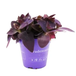 Trepolig blomma - Tradescantia pallida - lättskött hängande krukväxt - rött blad - 12 cm kruka - lila