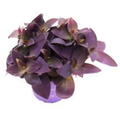 Trepolig blomma - Tradescantia pallida - lättskött hängande krukväxt - rött blad - 12 cm kruka - lila