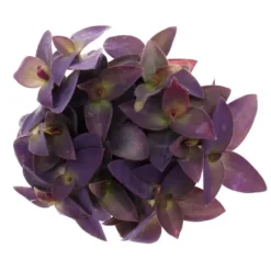 Trepolig blomma - Tradescantia pallida - lättskött hängande krukväxt - rött blad - 12 cm kruka - lila