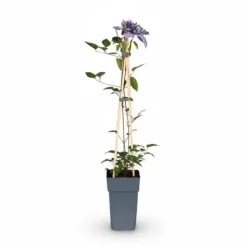 Trippelpaket Clematis Multi Blue 65 cm Ø15 cm Krukor