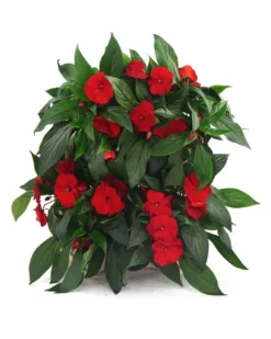 Trälådor vertikala RD-8/2x2 - Natur