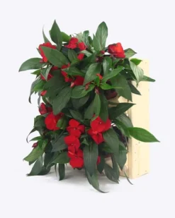 Trälådor vertikala RD-8/2x2 - Natur