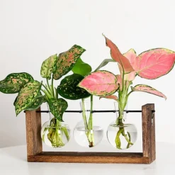 Träram väggmonterad hydroponisk vas för gröna växter i vardagsrumsinredning