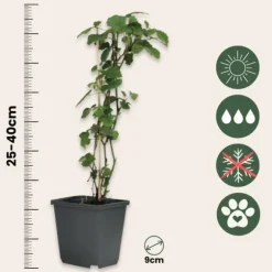Trumpetblommor - Set om 6 - Brugmansia - Höjd 25-40cm - ⌀9cm