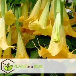 Trumpetblommor - Set om 6 - Brugmansia - Höjd 25-40cm - ⌀9cm