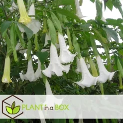 Trumpetblommor - Set om 6 - Brugmansia - Höjd 25-40cm - ⌀9cm