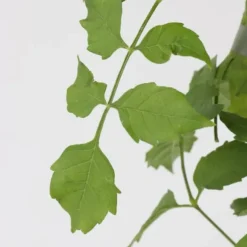 Trumpetvinda - Campsis radicans - Höjd 110-120cm - ⌀17cm