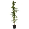 Trumpetvinda - Campsis taglibuana 'Mme Galen' - Höjd 110-120cm - ⌀17cm