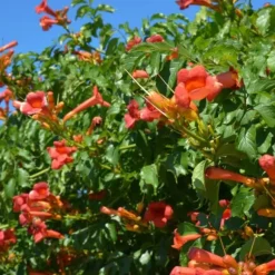 Trumpetvinda - Campsis taglibuana 'Mme Galen' - Höjd 110-120cm - ⌀17cm