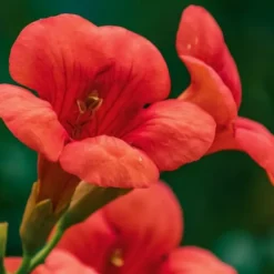 Trumpetvinda - Campsis taglibuana 'Mme Galen' - Höjd 110-120cm - ⌀17cm