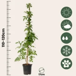 Trumpetvinda - Set om 2 - Campis radicans 'Flava' - Höjd 110-120cm - ⌀17cm