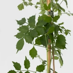 Trumpetvinda - Set om 2 - Campis radicans 'Flava' - Höjd 110-120cm - ⌀17cm