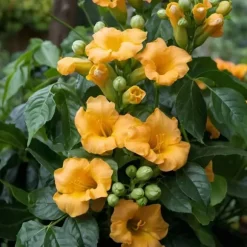 Trumpetvinda - Set om 2 - Campis radicans 'Flava' - Höjd 110-120cm - ⌀17cm