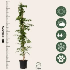 Trumpetvinda - Set om 2 - Campsis 'Mme Galen' - Höjd 110-120cm - ⌀17cm