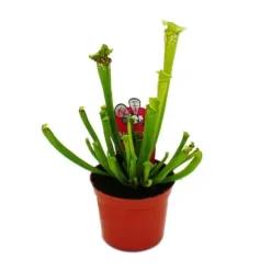 Tubular växt - Sarracenia leucophylla - Köttätande växt - Top 9cm
