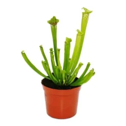 Tubular växt - Sarracenia leucophylla - Köttätande växt - Top 9cm