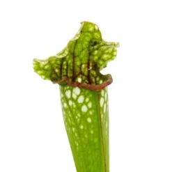 Tubular växt - Sarracenia leucophylla - Köttätande växt - Top 9cm